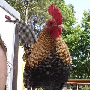 Meet your Posher, Forrest